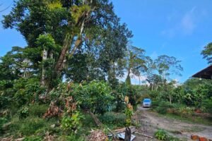 cacau plantation itacare