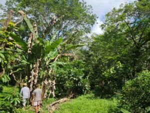 fazenda cacau itacare bahia